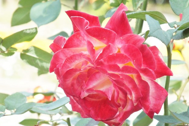 DSCF0226