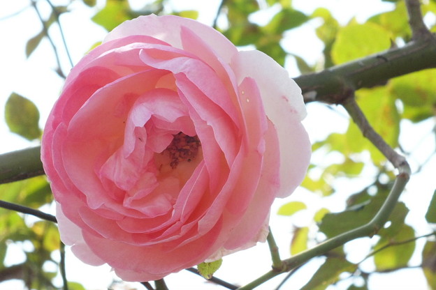 DSCF0298