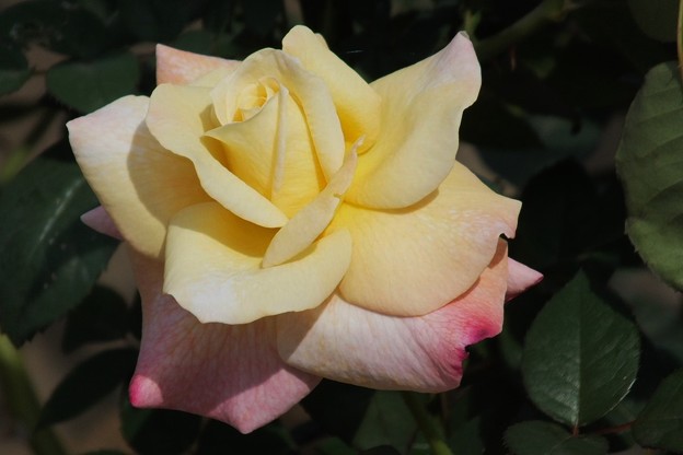DSCF0220