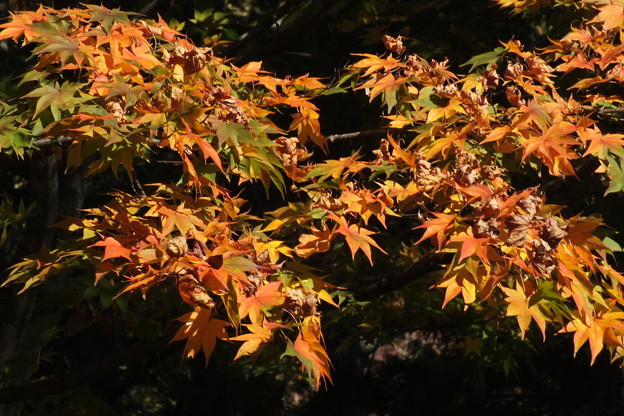 DSCF0344