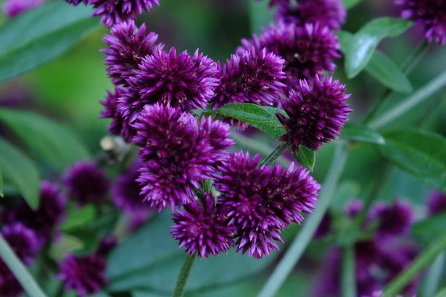 DSCF0043