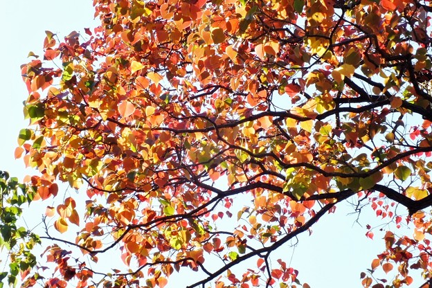 DSCF0050