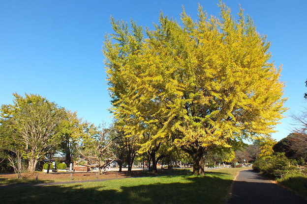 DSCF0419