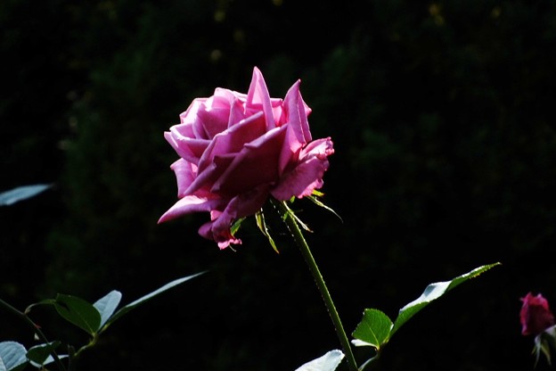 DSCF0476