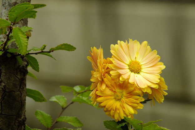 DSCF0091