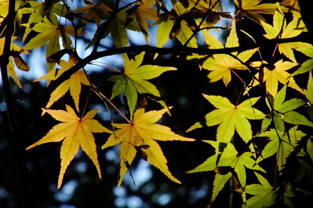 DSCF0380