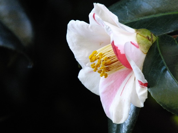DSCF0171
