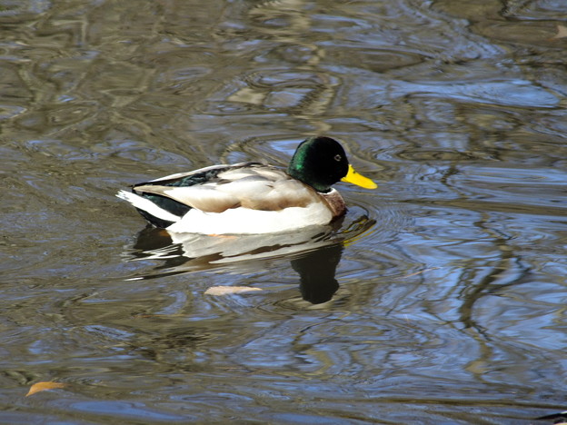 DSCF0281