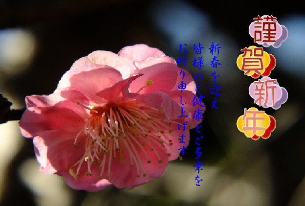 年賀1