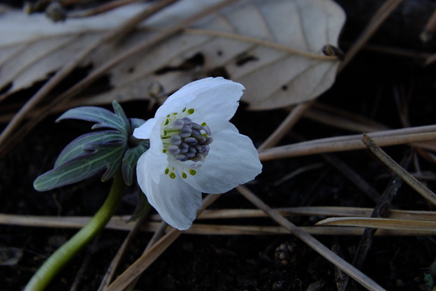 DSCF0158