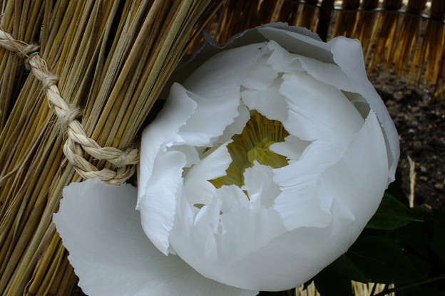 DSCF0057