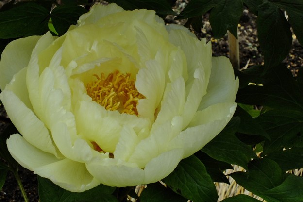 DSCF0158