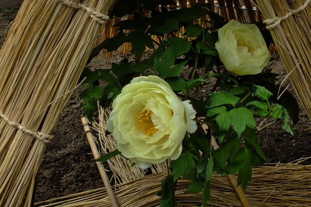 DSCF0049