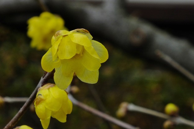DSCF0148