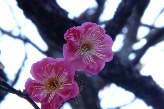 DSCF0288