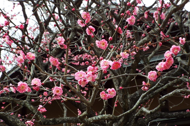 DSCF0021