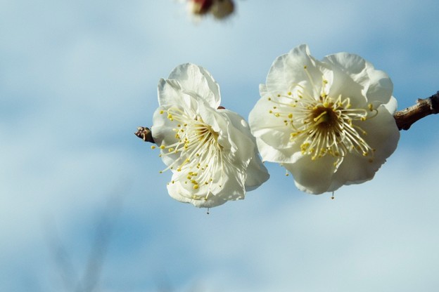 DSCF0339