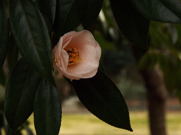DSCF0424