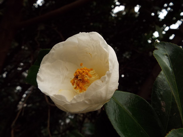 DSCF0114