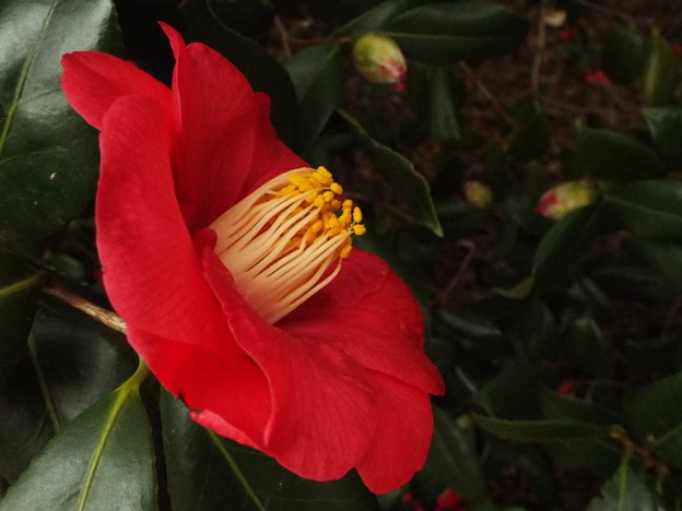 DSCF0122