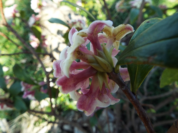 DSCF0255