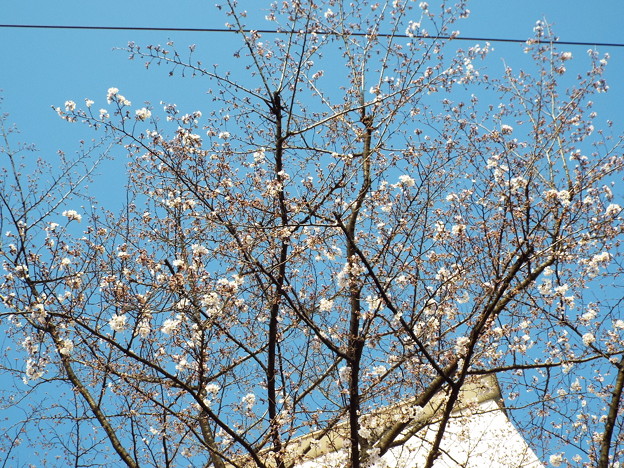 DSCF0531