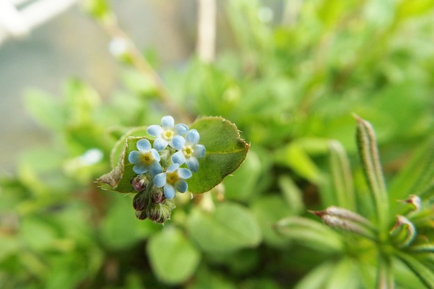 DSCF0443