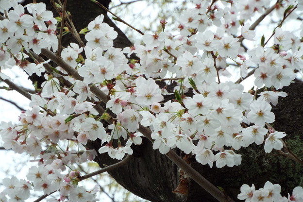 DSCF0282