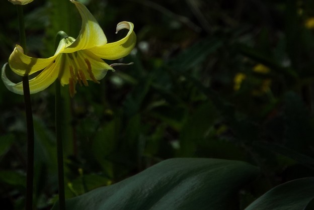 DSCF0294