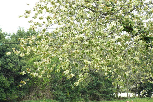 DSCF0219