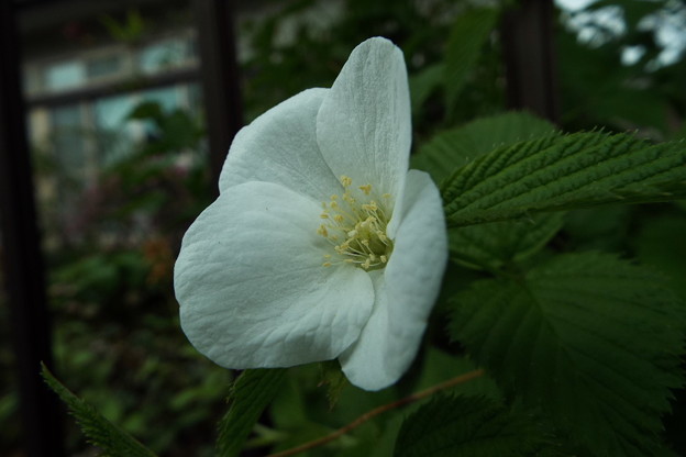 DSCF0352
