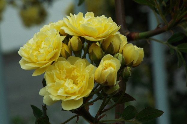DSCF0589