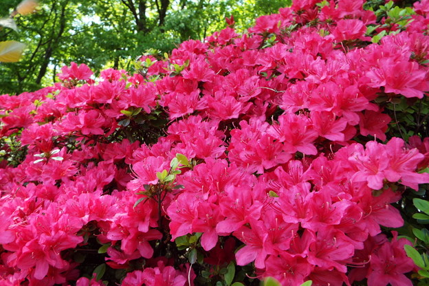 DSCF0038