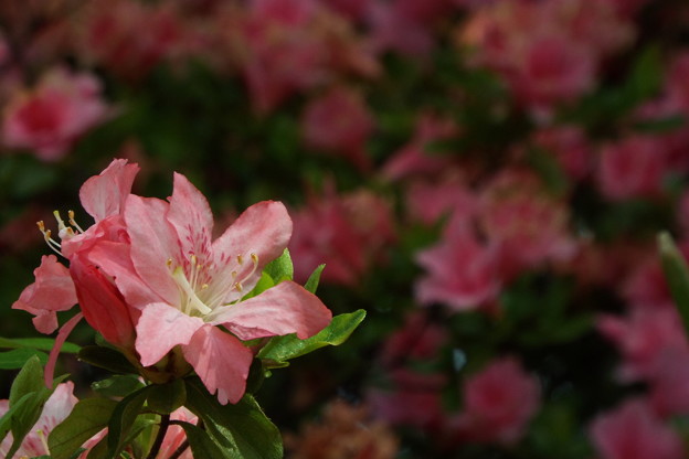 DSCF0075
