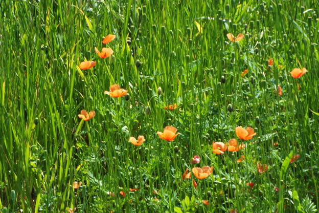 DSCF0113