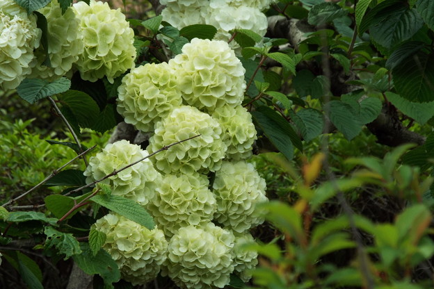DSCF0507