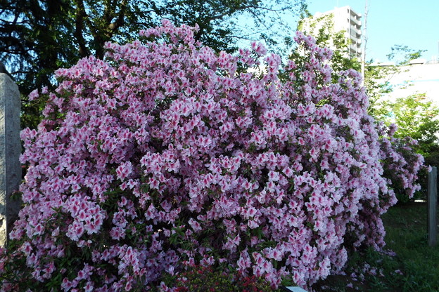DSCF0371