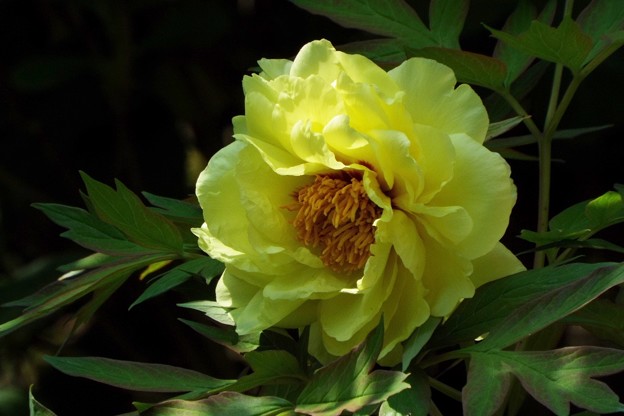 DSCF0003