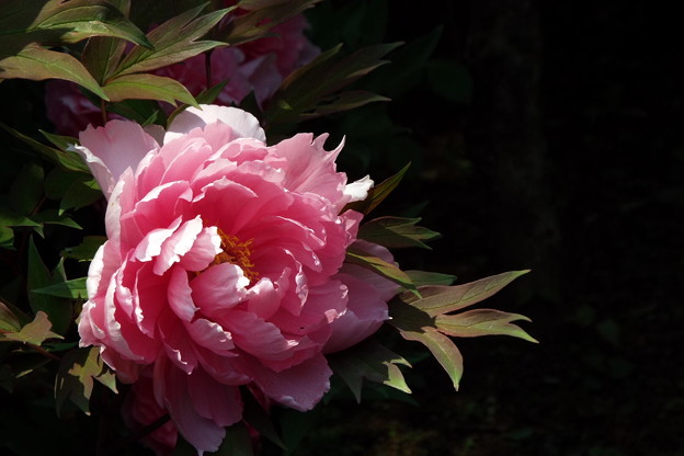 DSCF0068