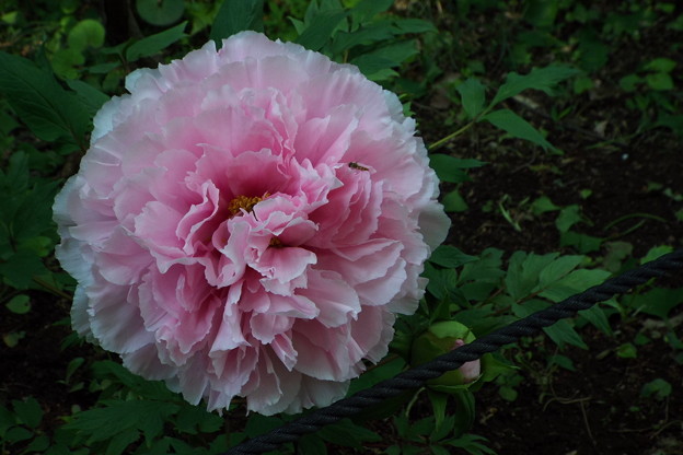 DSCF0174