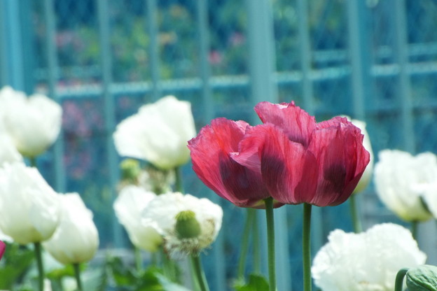 DSCF0138