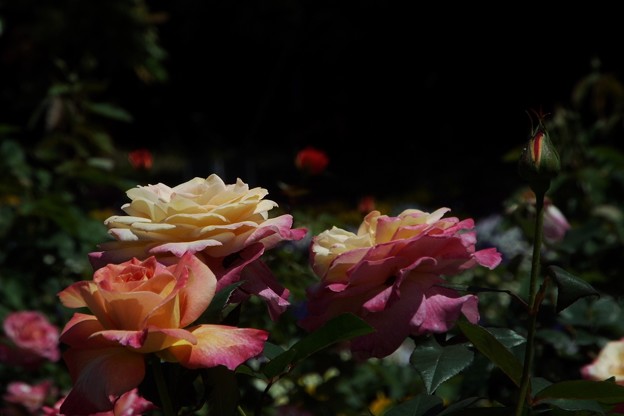 DSCF0079