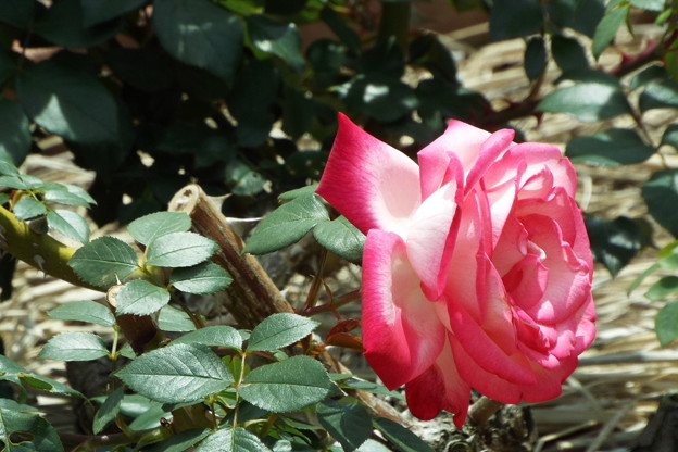 DSCF0361