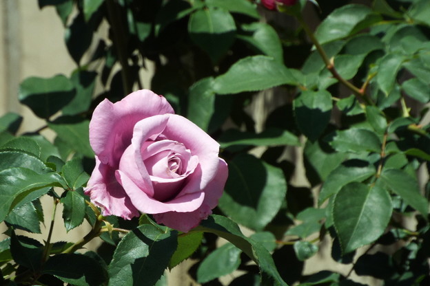 DSCF0115