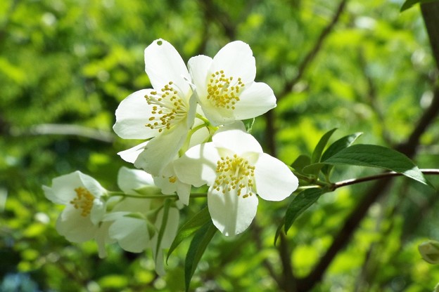 DSCF0242