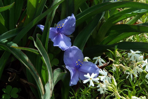 DSCF0267
