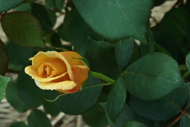 DSCF0063