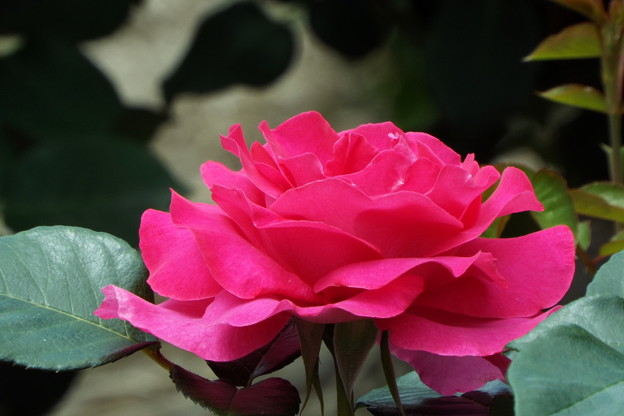 DSCF0085