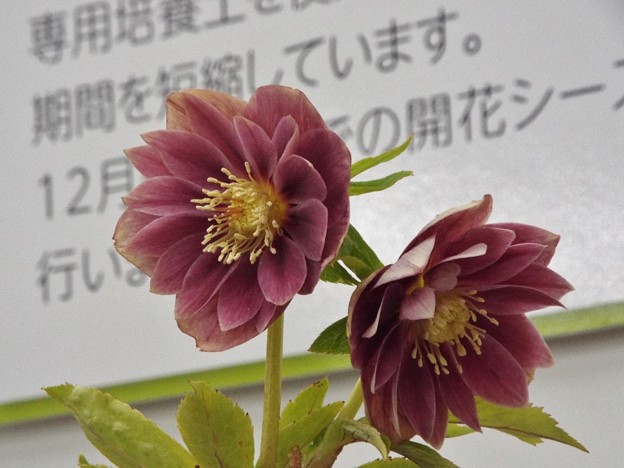 DSCF0044