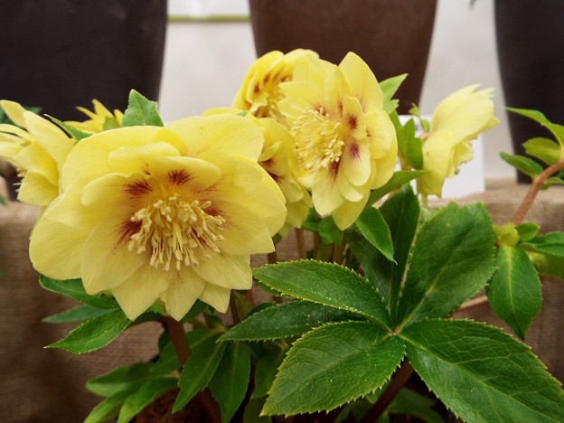 DSCF0166